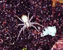 Philodromus_ZZ163_F1895_Z_75_Les Gris_Frankrijk
